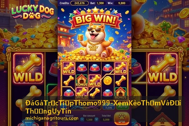 Đá Gà Trực Tiếp Thomo 999 - Chuyên gia bình luận